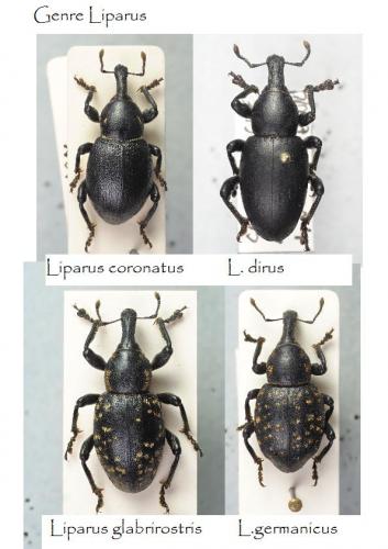Liparus divers